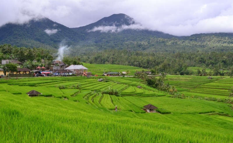 jatiluwih-rice-terrace