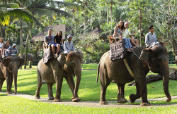 Elephant Ride and Kintamani Volcano Tour