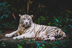 Bali Zoo dan Ubud Tour