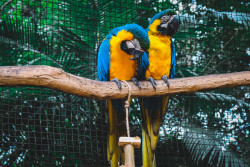 Bali Bird Park dan Ubud Tour