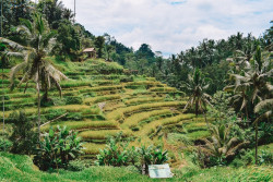 Ubud Half Day Vacation