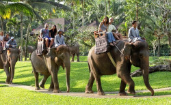 Elephant Riding Tour