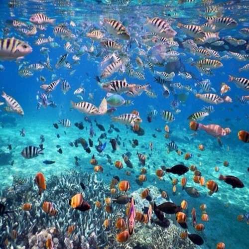 Paket Liburan Tour and Snorkeling 2H 2 M