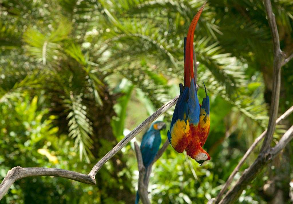 Bali Bird Park