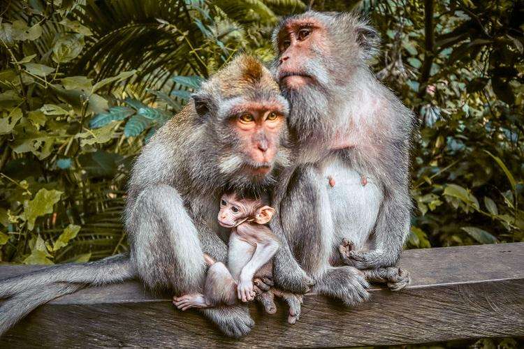 Ubud Half Day Vacation