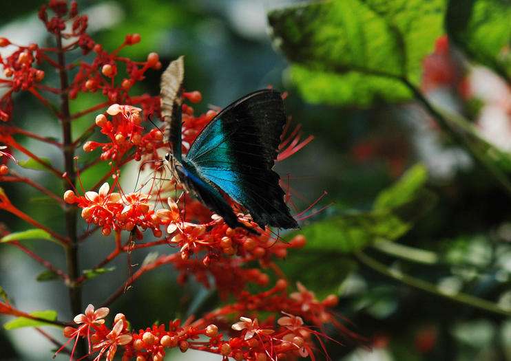 Bali Butterfly Park