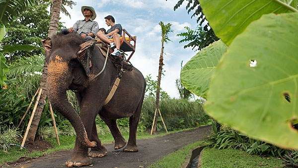 Elephant Ride