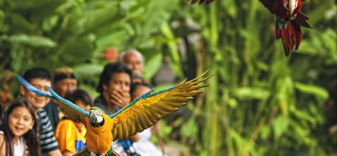 Bali Bird Park