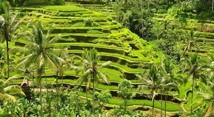 Kintamani - Besakih Tour