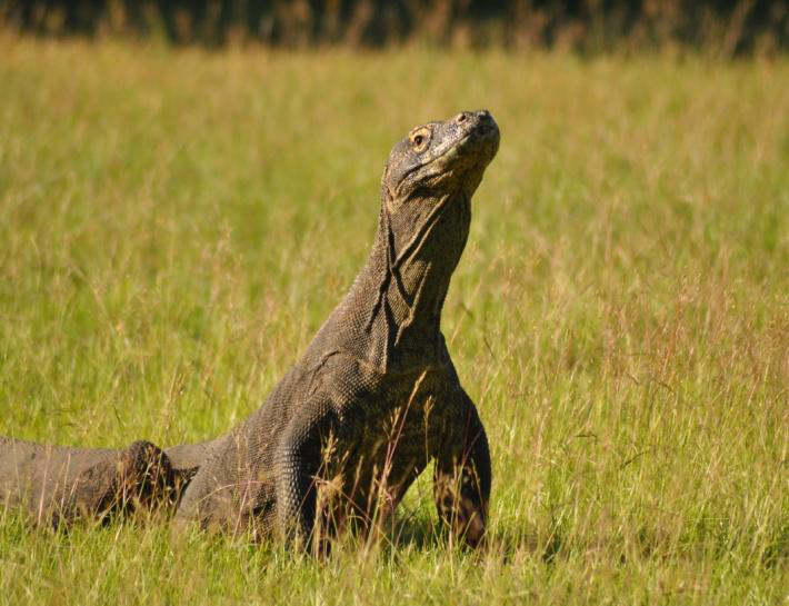 Komodo Sailing 4 D 3 N