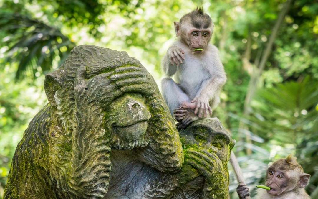 Monkey Forest Half Day Tour