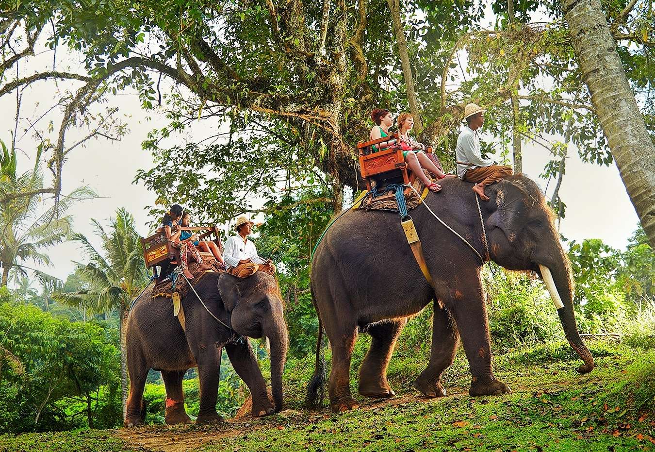 Bali Bird Park And Elephant Ride Tour